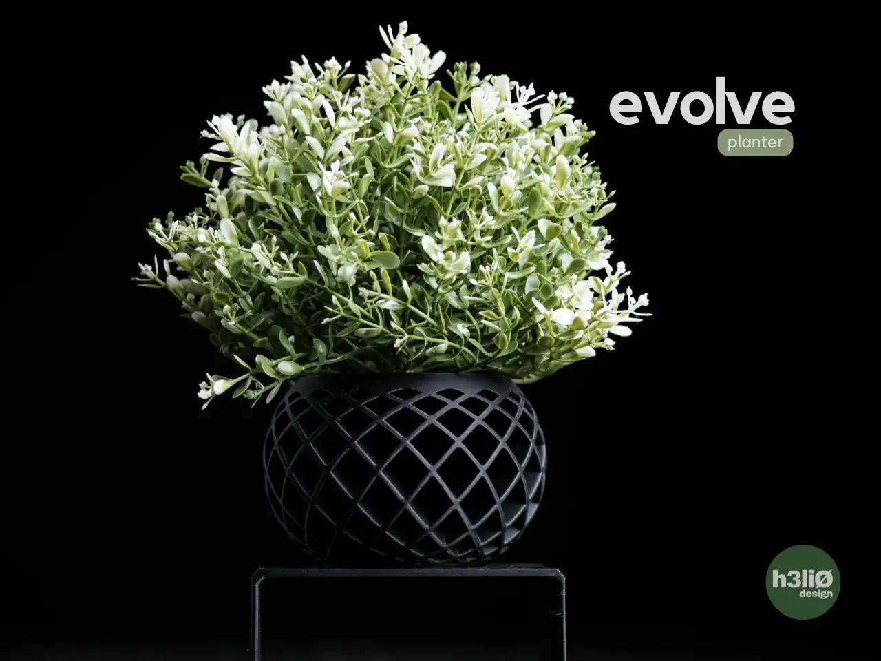 EVOLVE - kaspó